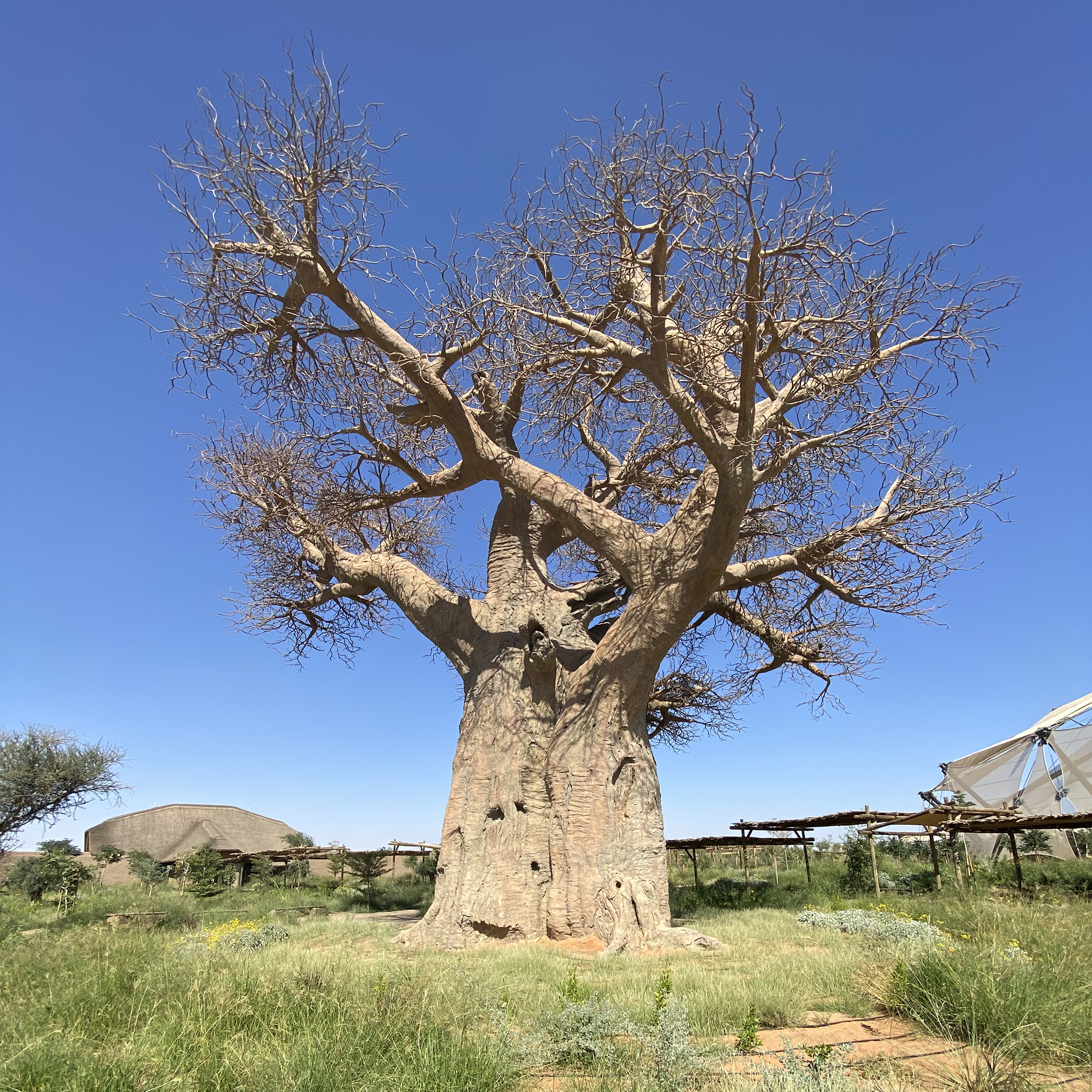 The 18m tall themed baobab is iconic.  Dawsons were responsible for the co-ordination and supervision of this and over 72 linear km of rock and mudbank theming throughout the park.